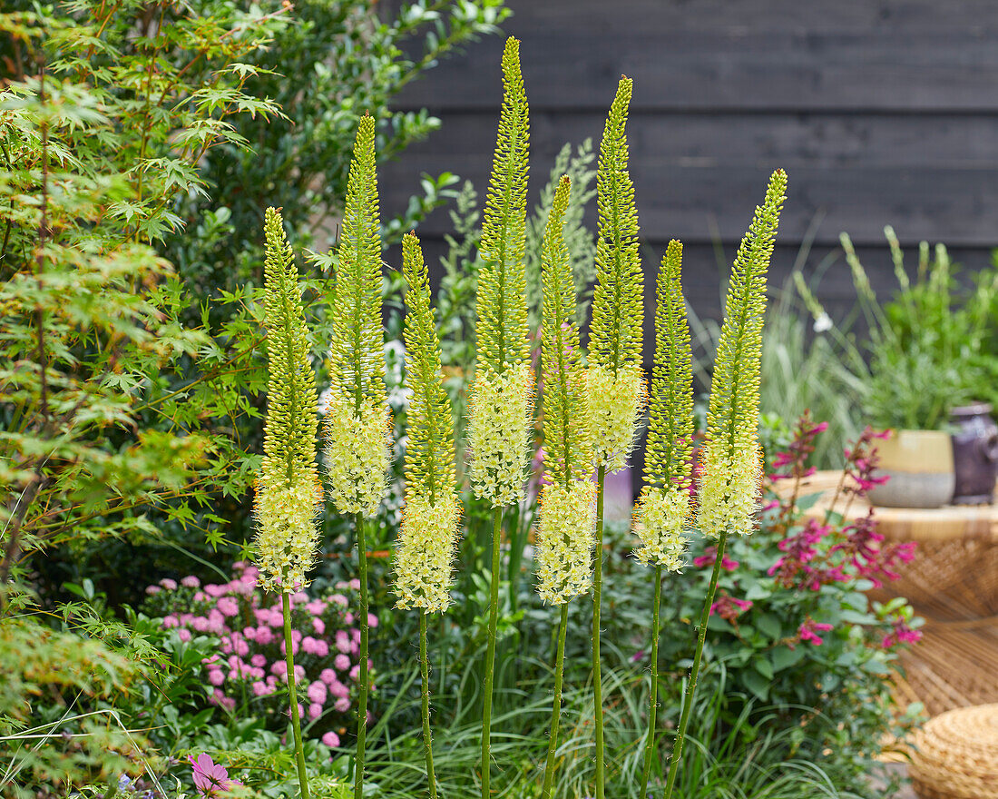 Eremurus Vanilla