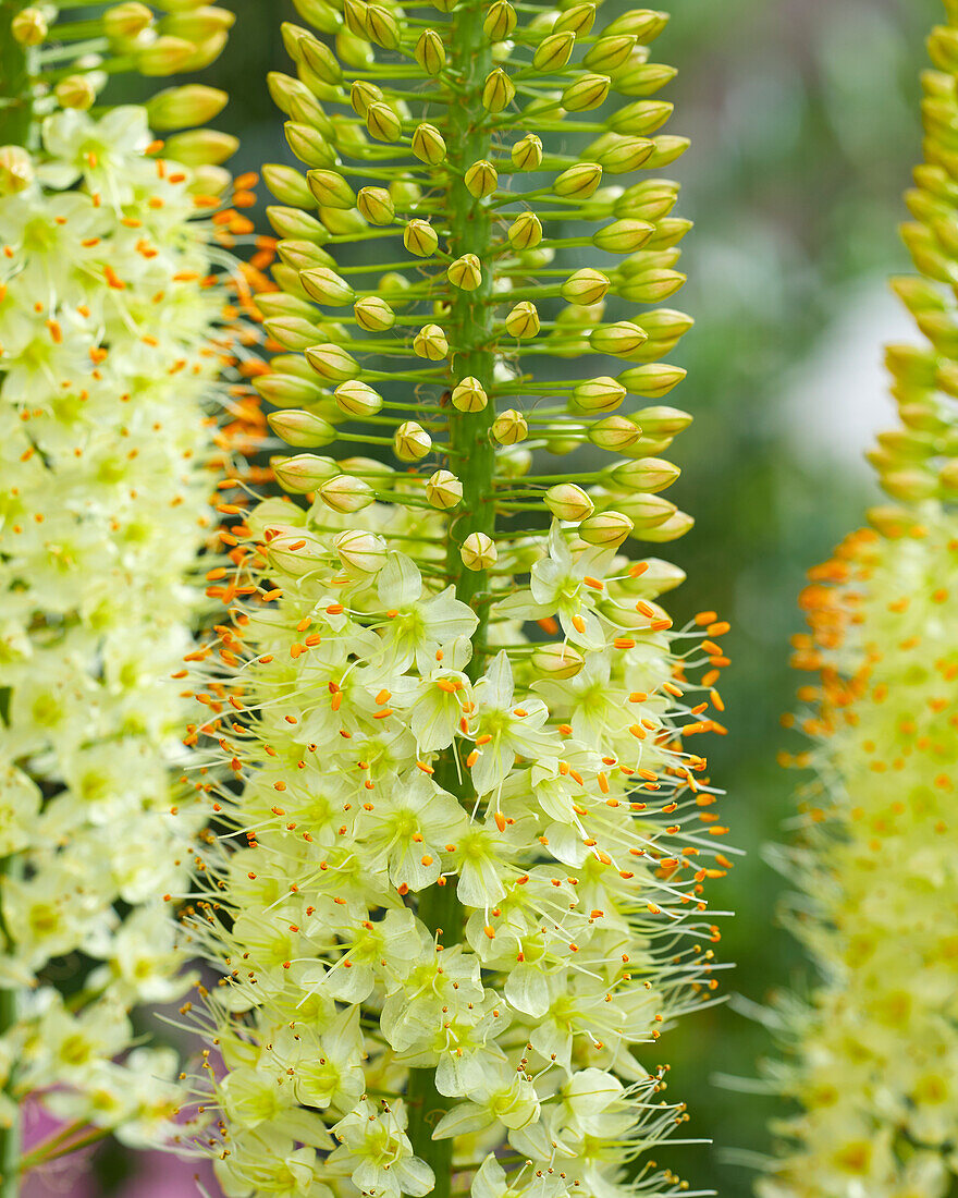 Eremurus Vanilla