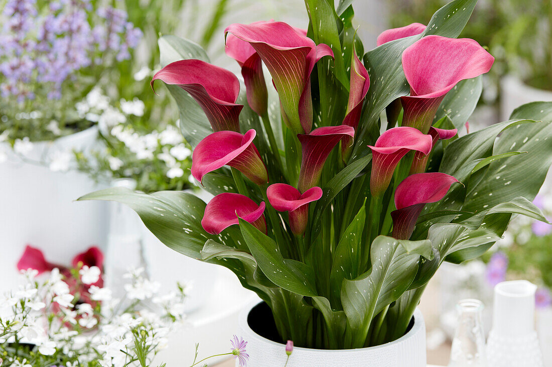 Zantedeschia Fantasia