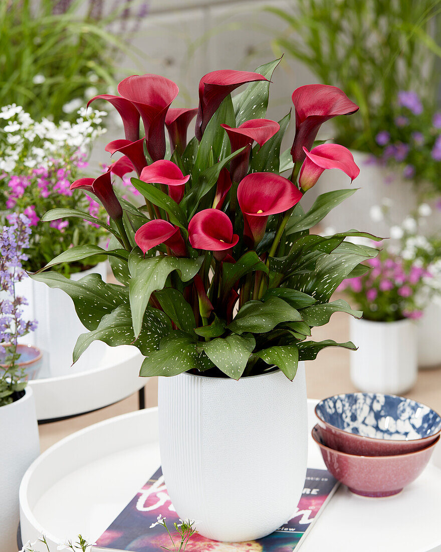 Calla (Zantedeschia) 'Red Symphony'