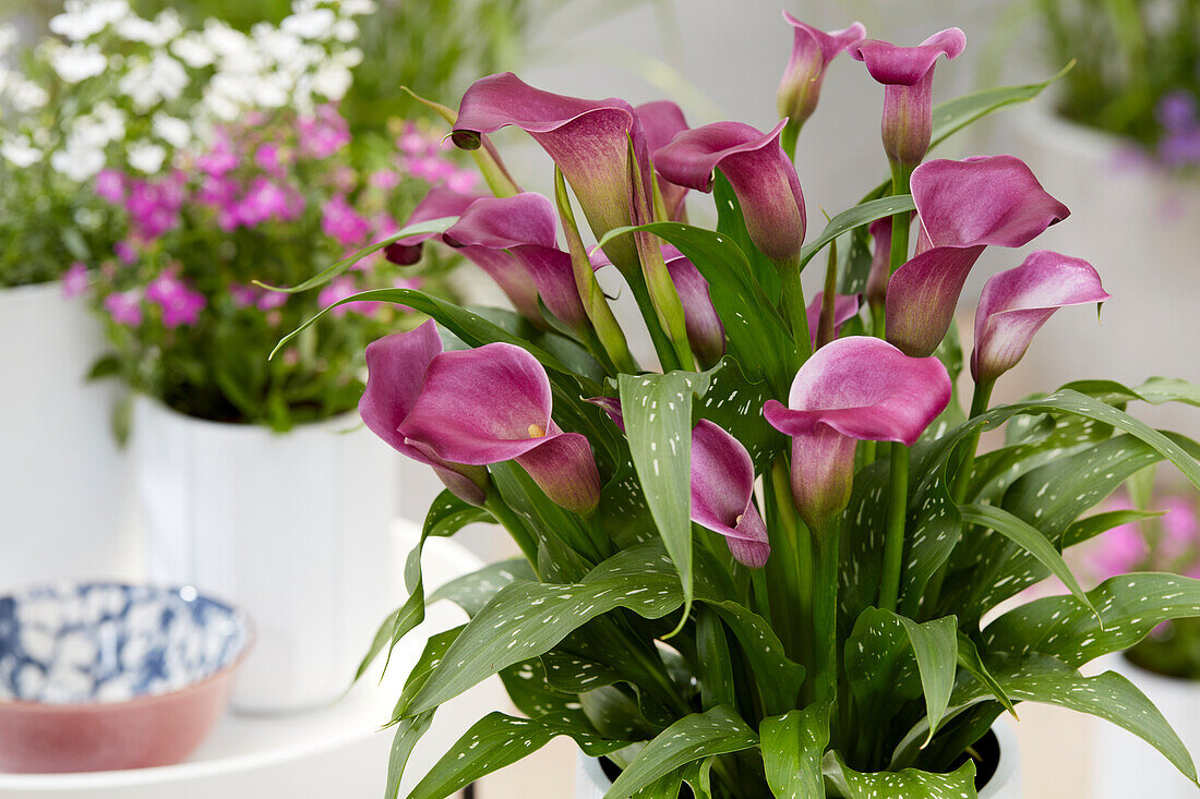 Calla (Zantedeschia) 'Purple Symphony'