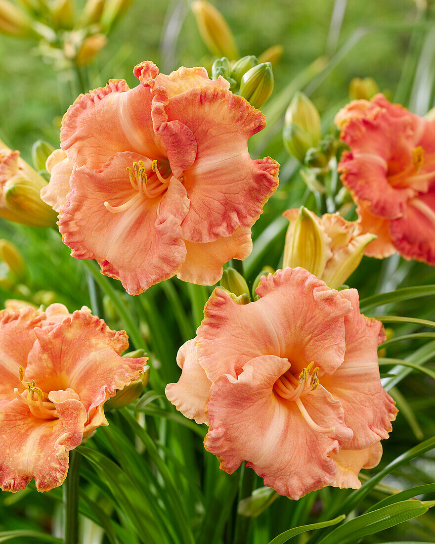 Hemerocallis Spacecoast Sweetness