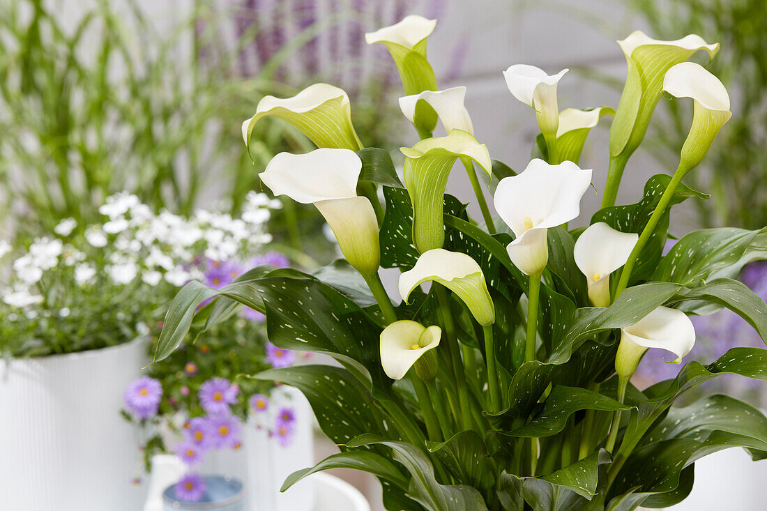 Calla (Zantedeschia) 'Whitehorse'