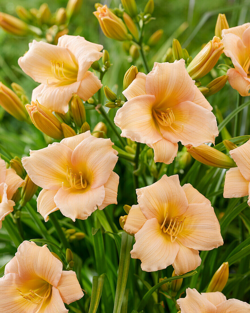 Hemerocallis Mini Pearl