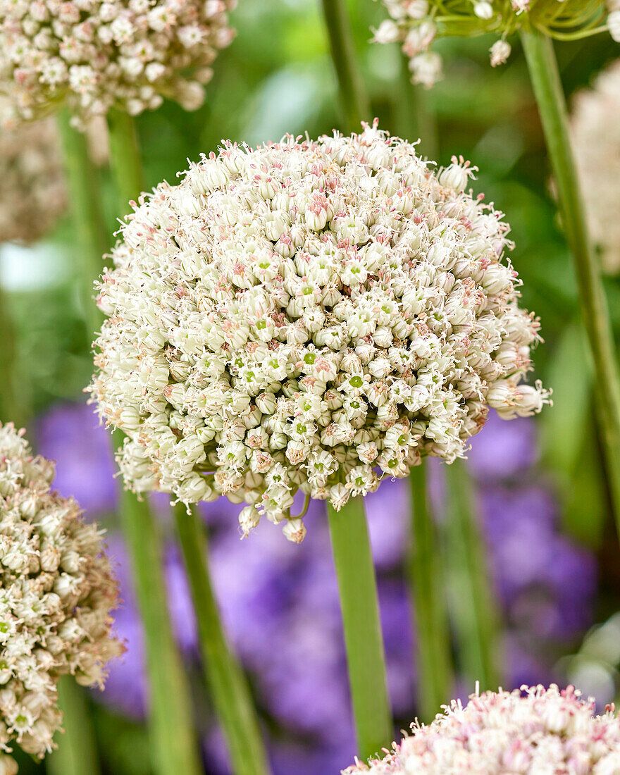 Allium Ping Pong