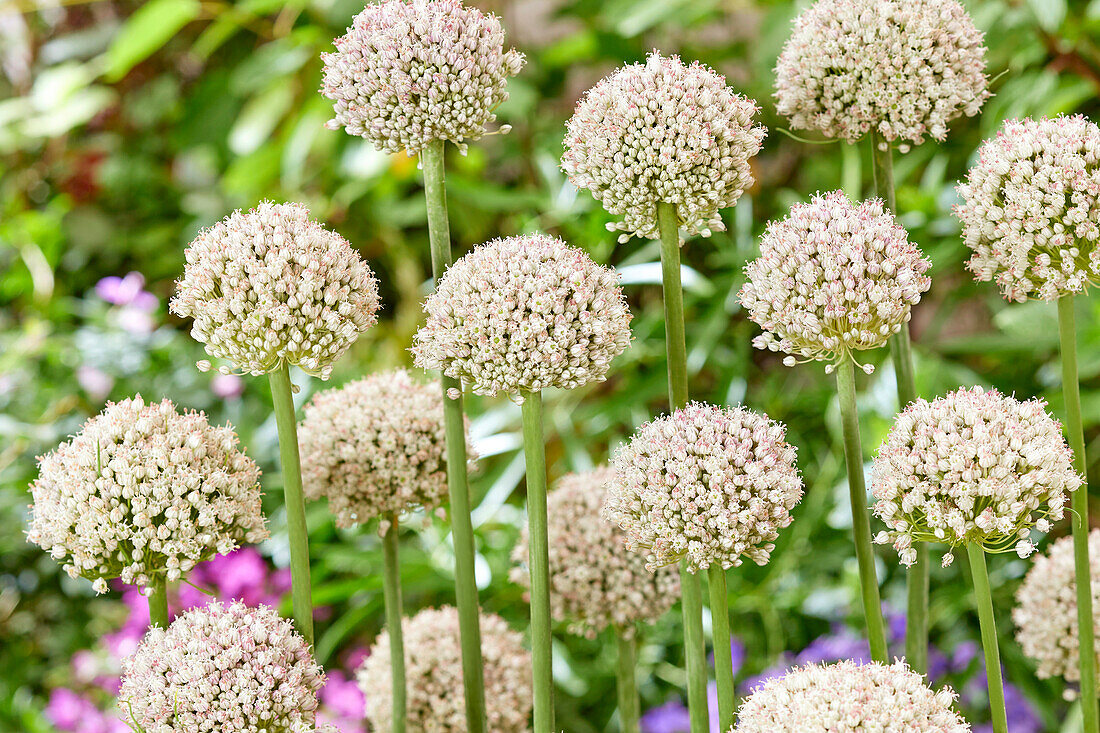 Allium Ping Pong