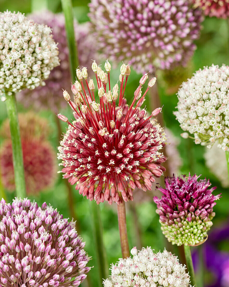 Zierlauch (Allium) 'Red Mohican'