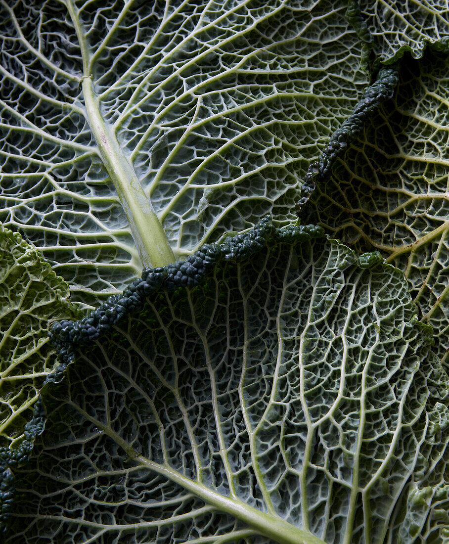 Savoy cabbage leaves (full frame, close-up)