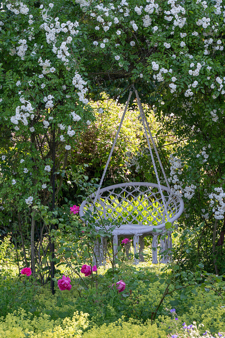 Macramé hanging chair under flowering climbing rose in summer garden