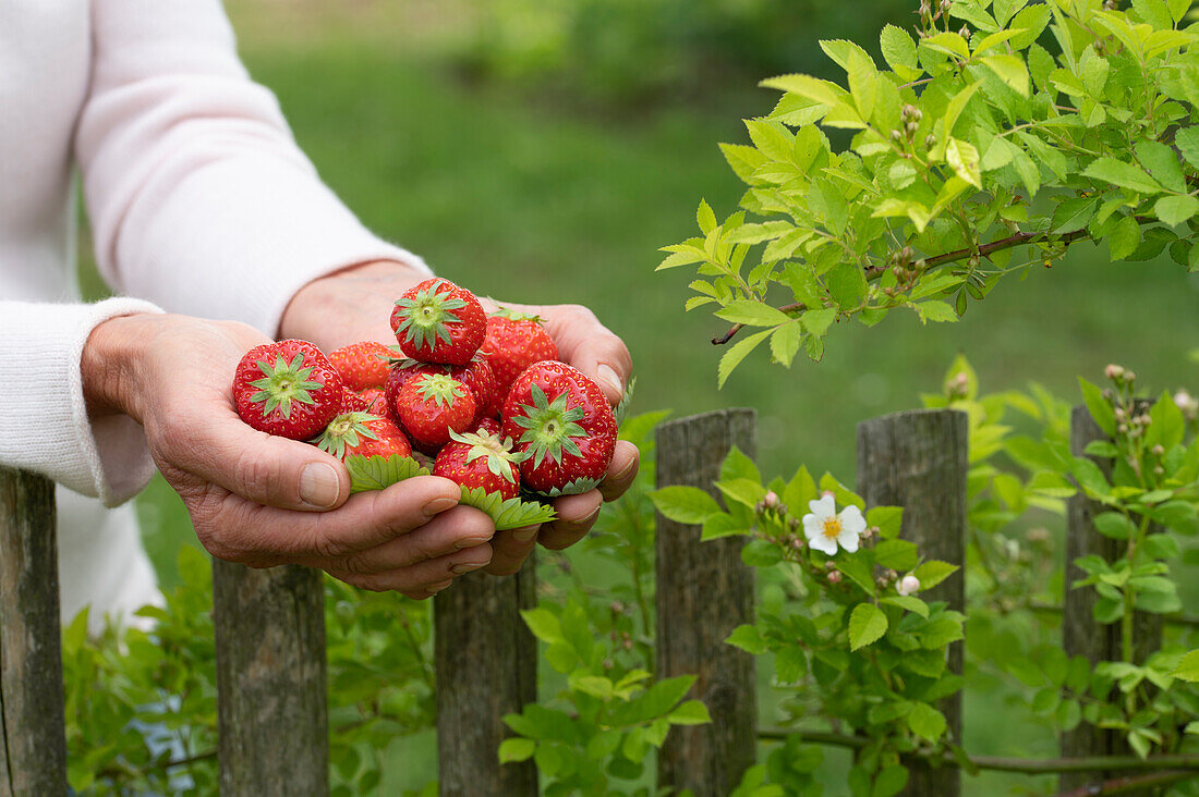 Hände halten frisch geerntete Erdbeeren