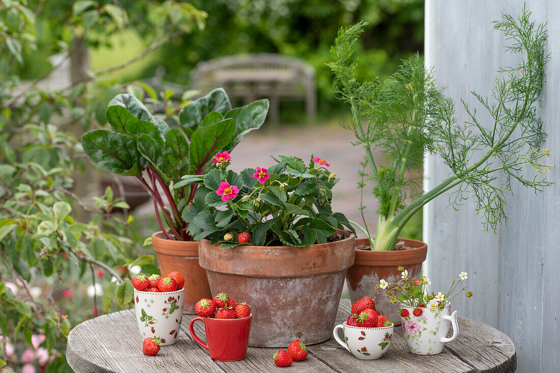 Chard, strawberry, and fennel in clay pots on a patio table