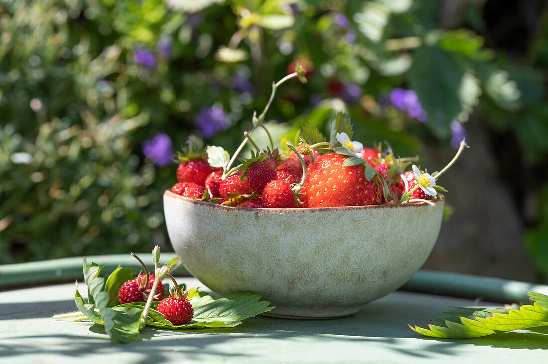Frische Erdbeeren in Schale auf Gartentisch