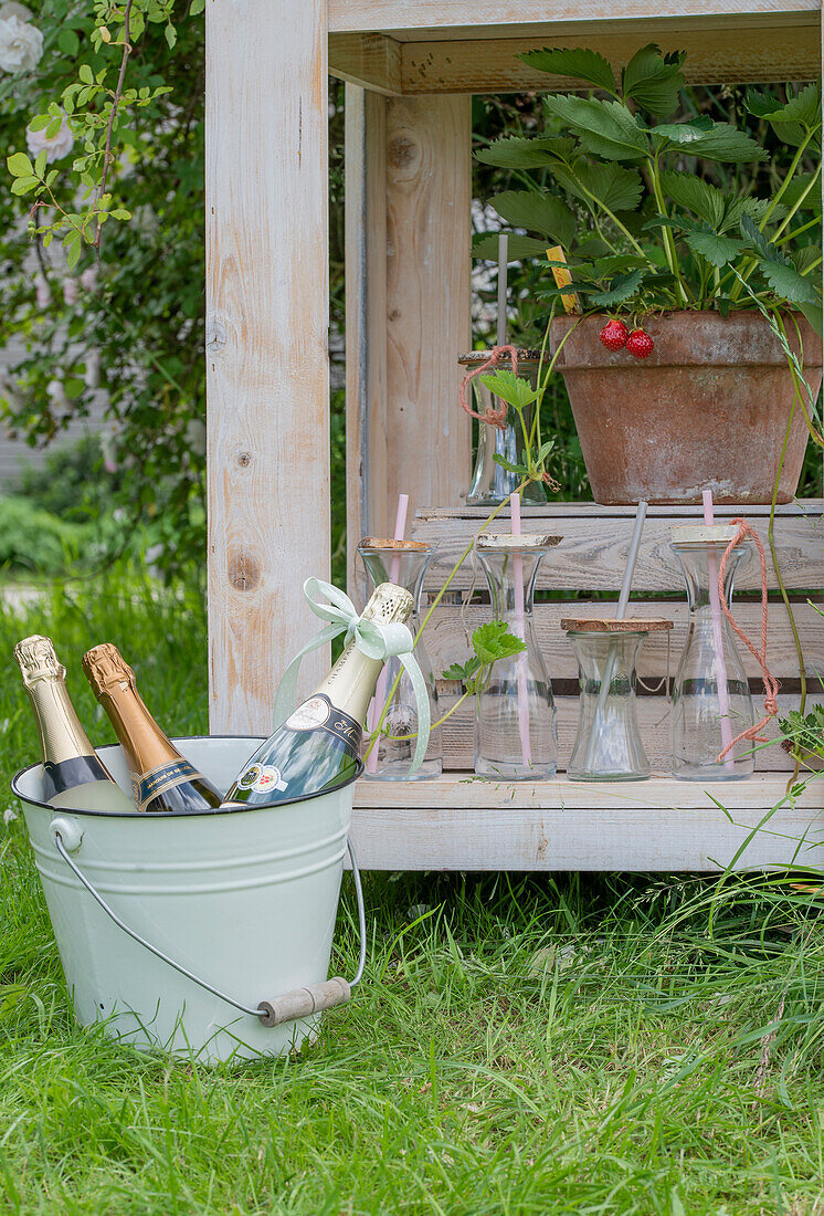 Wooden table with drinking bottles and strawberry plant in pot in front of it chilled champagne bottles in buckets