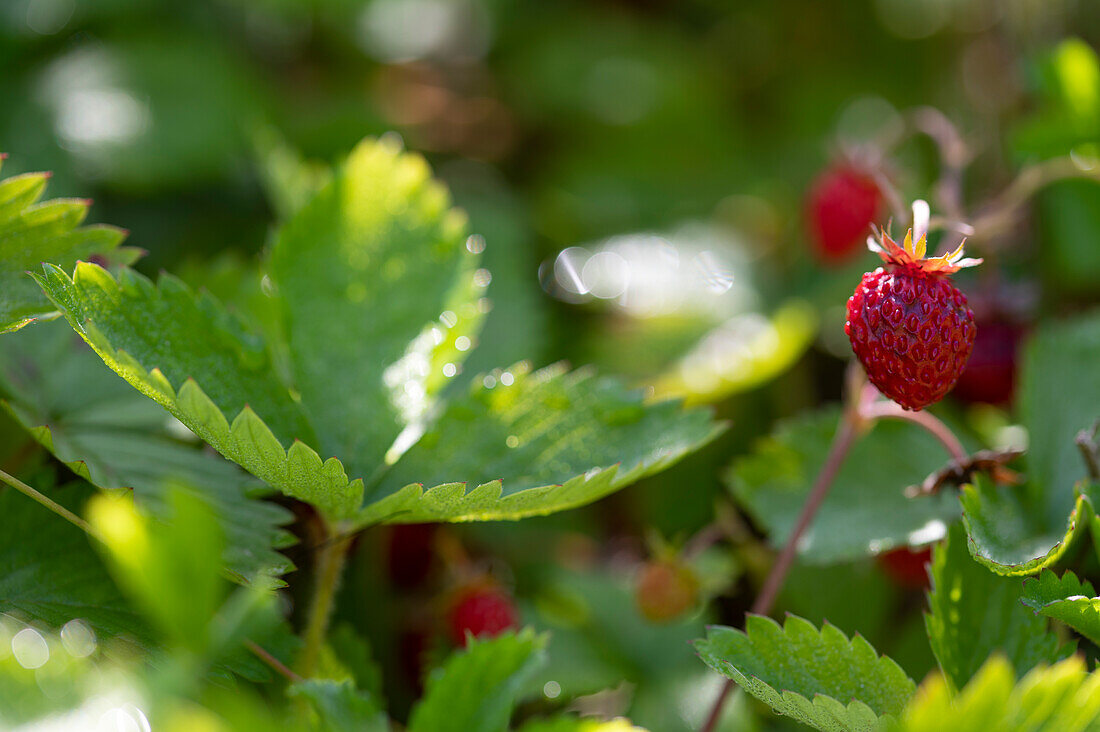 Wild strawberries on a plant