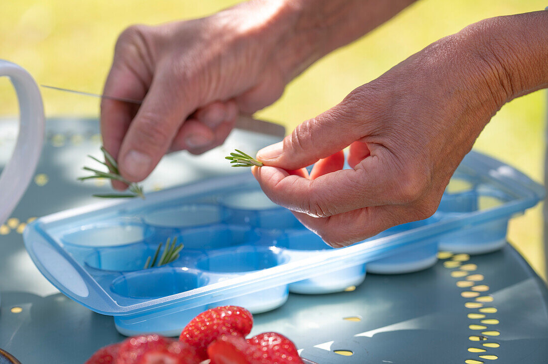 Ice cubes with strawberries and rosemary