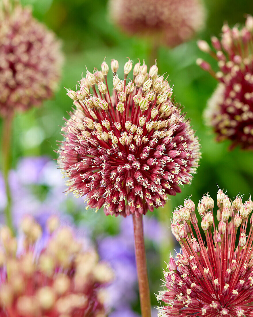 Allium Red Mohican