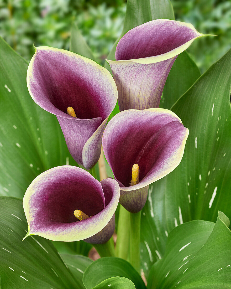 Zantedeschia Captain Ranomi