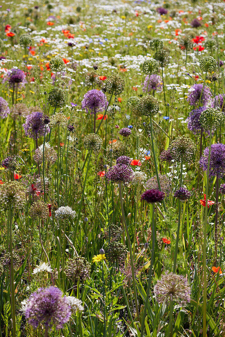 Allium mix