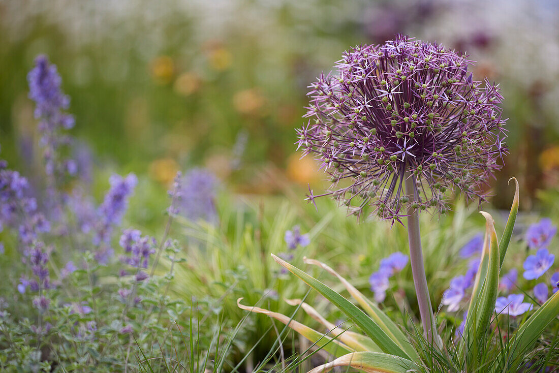 Allium cristophii