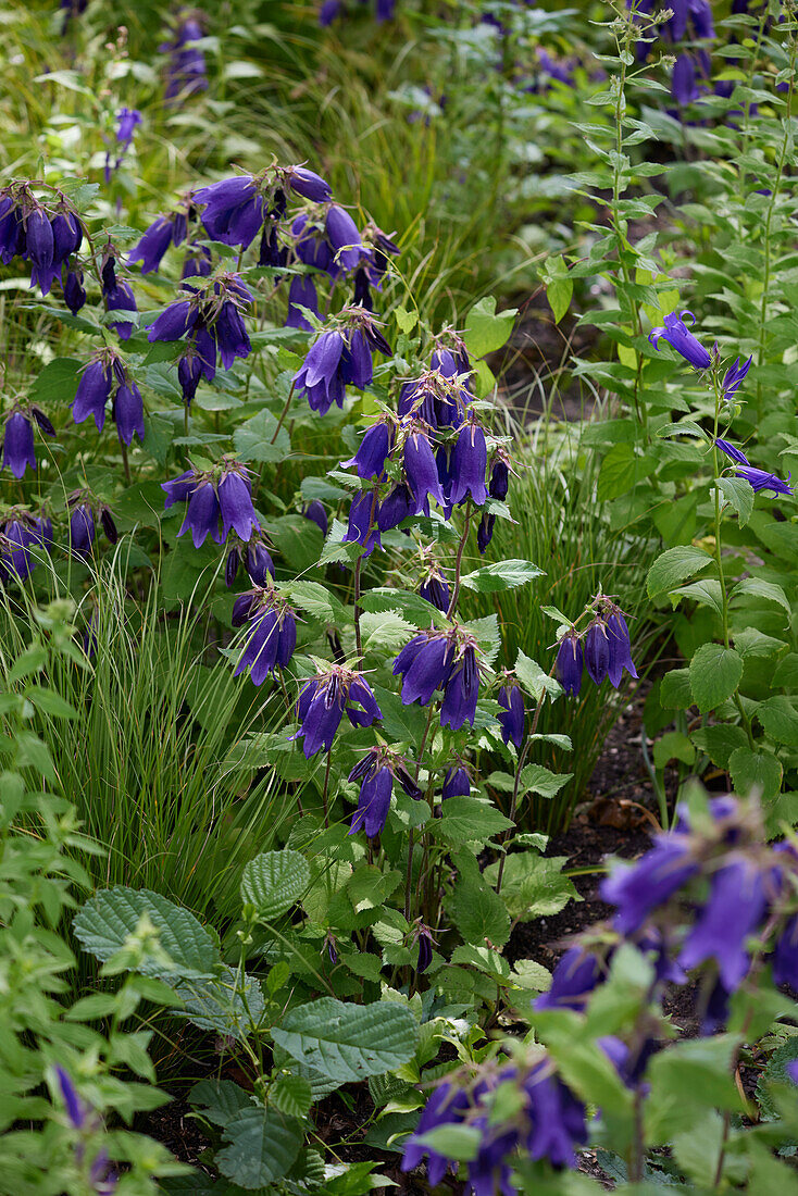 Campanula Purple Sensation