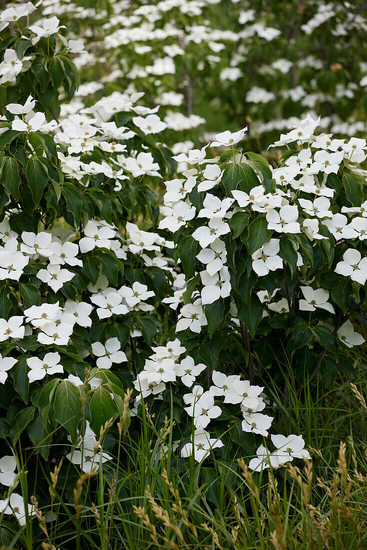 Cornus kousa var. chinensis