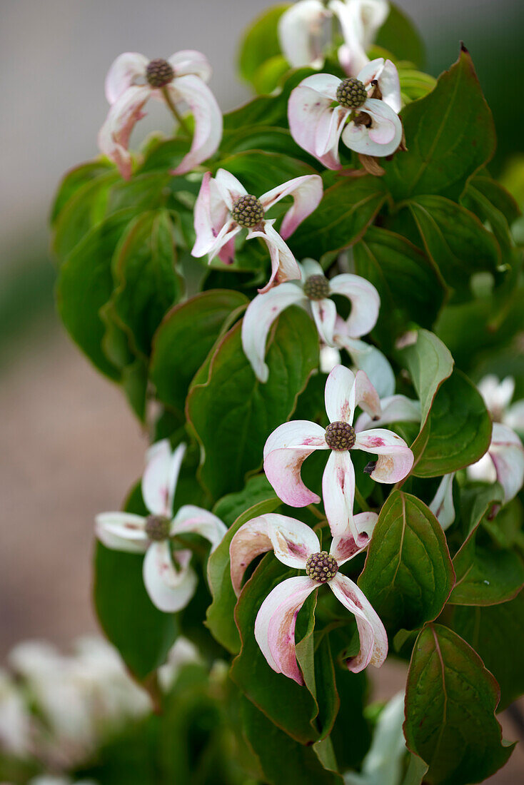 Cornus kousa Couronne