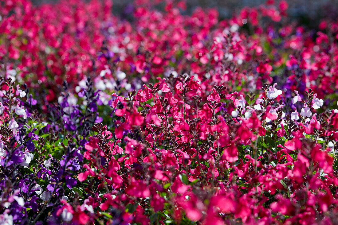 Salvia greggii Mirage