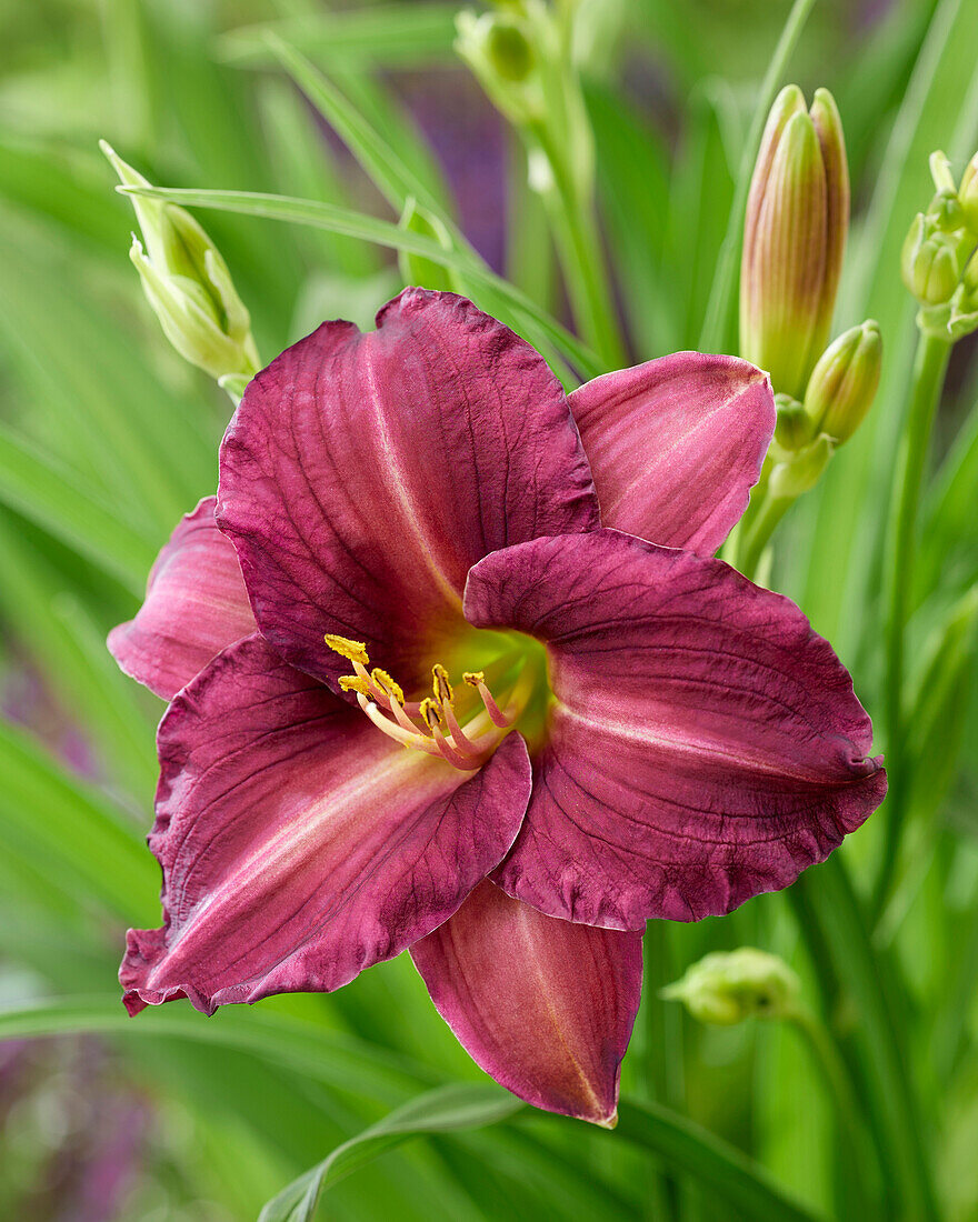 Hemerocallis Scentual Sundance