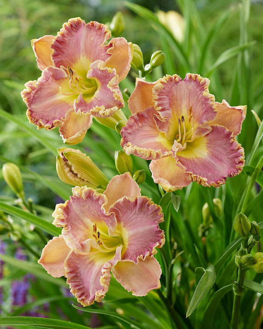 Hemerocallis Lavender Tutu