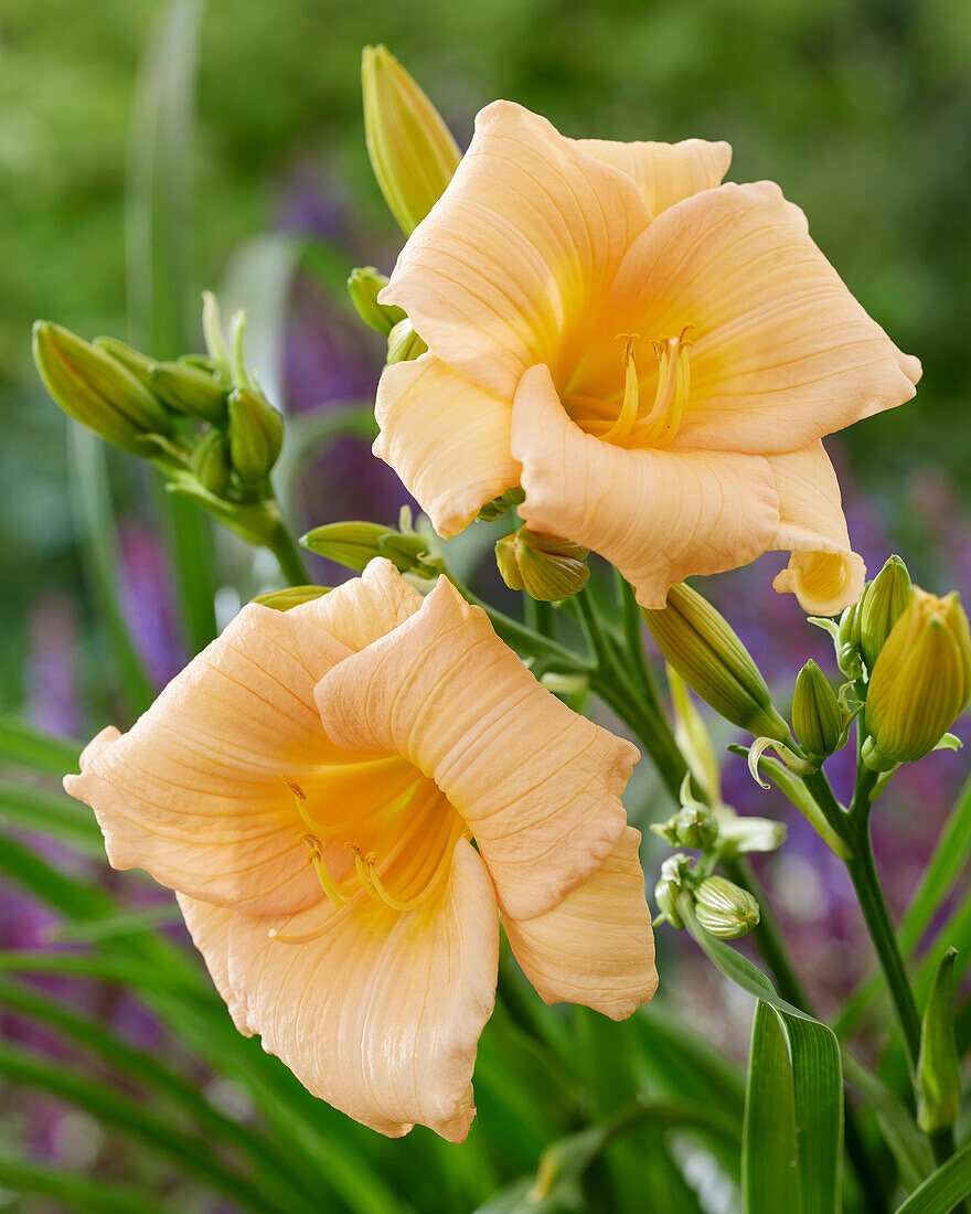 Taglilie (Hemerocallis) 'Mini Pearl'