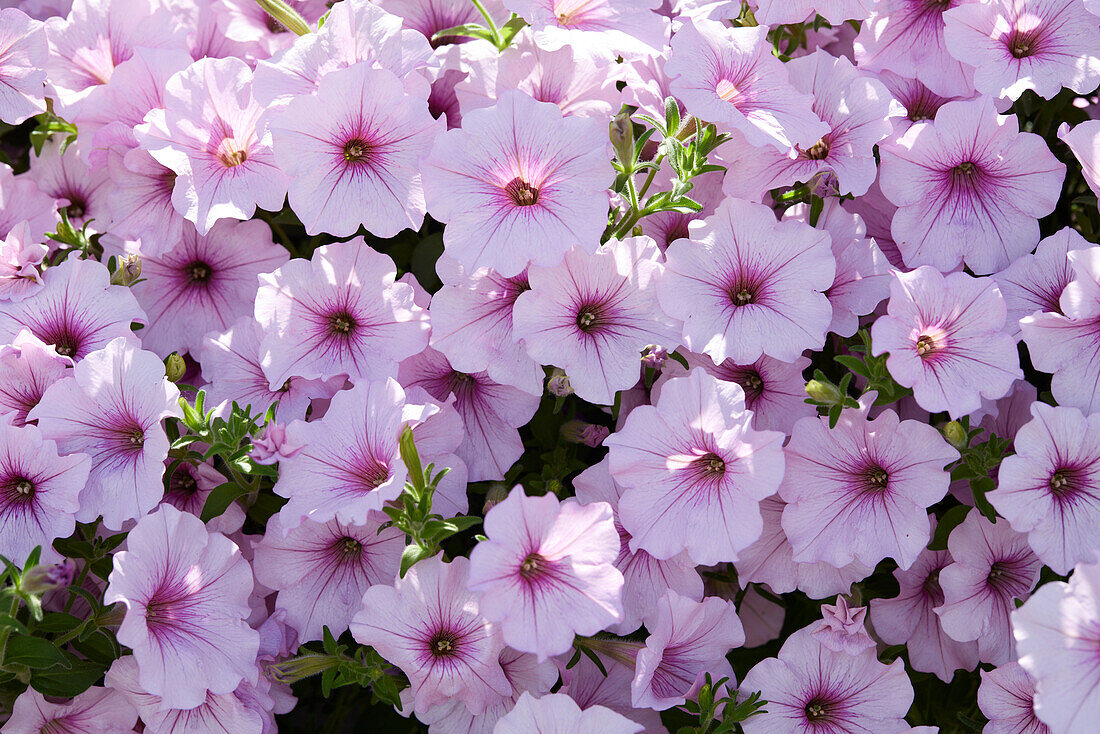 Großblumige Petunie (Petunia grandiflora) 'ColorRush Pink Vein'