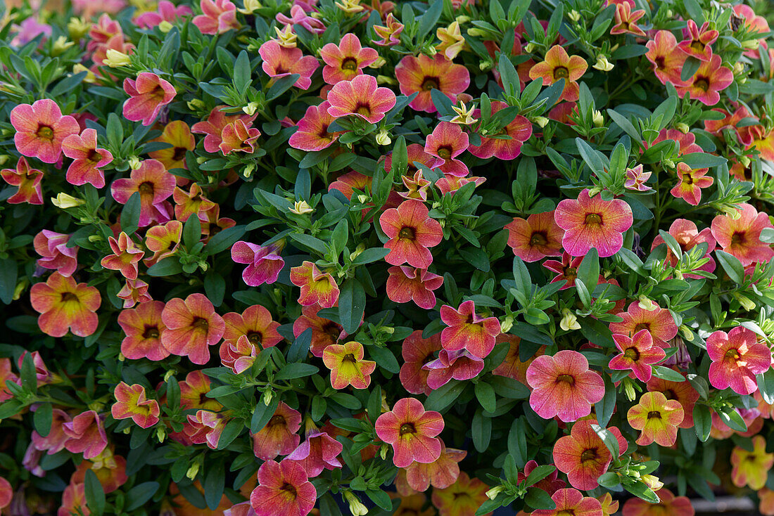 Calibrachoa parviflora Cabaret Special Apricot