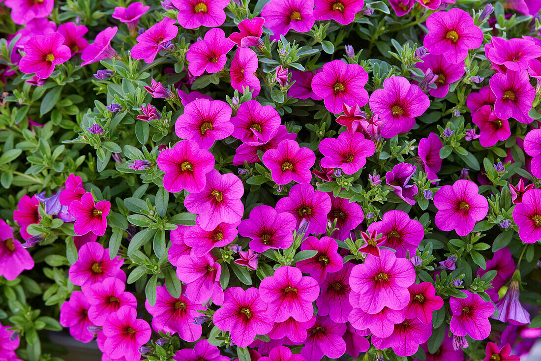 Calibrachoa