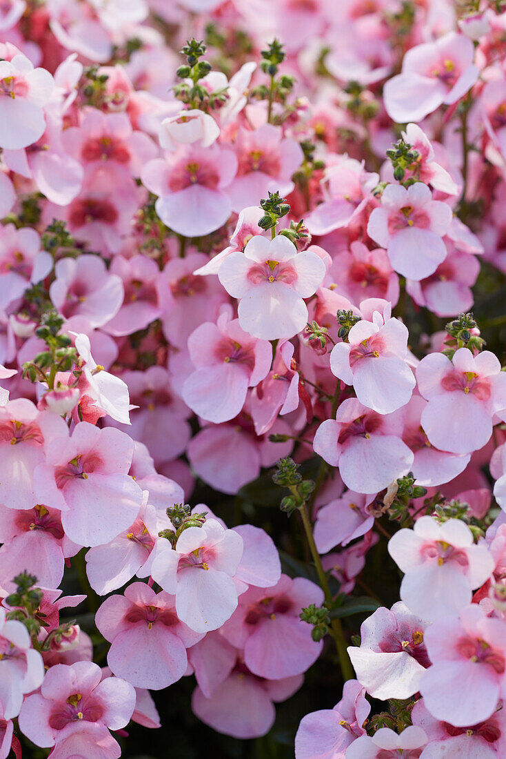 Elfensporn (Diascia barberae)'Juliet™ Appleblossom'