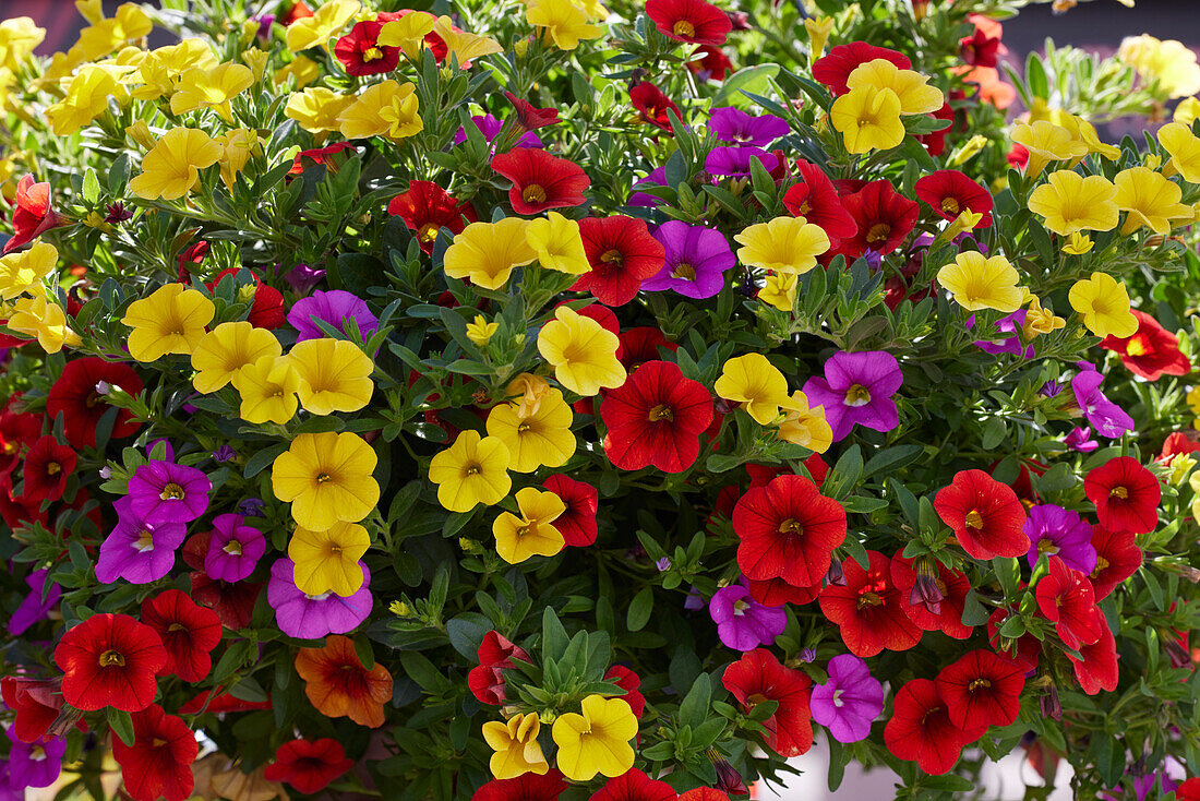 Calibrachoa parviflora Cabaret MixMasters Candy House