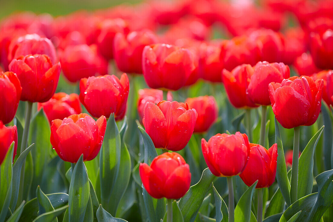 Tulpe (Tulipa), rot