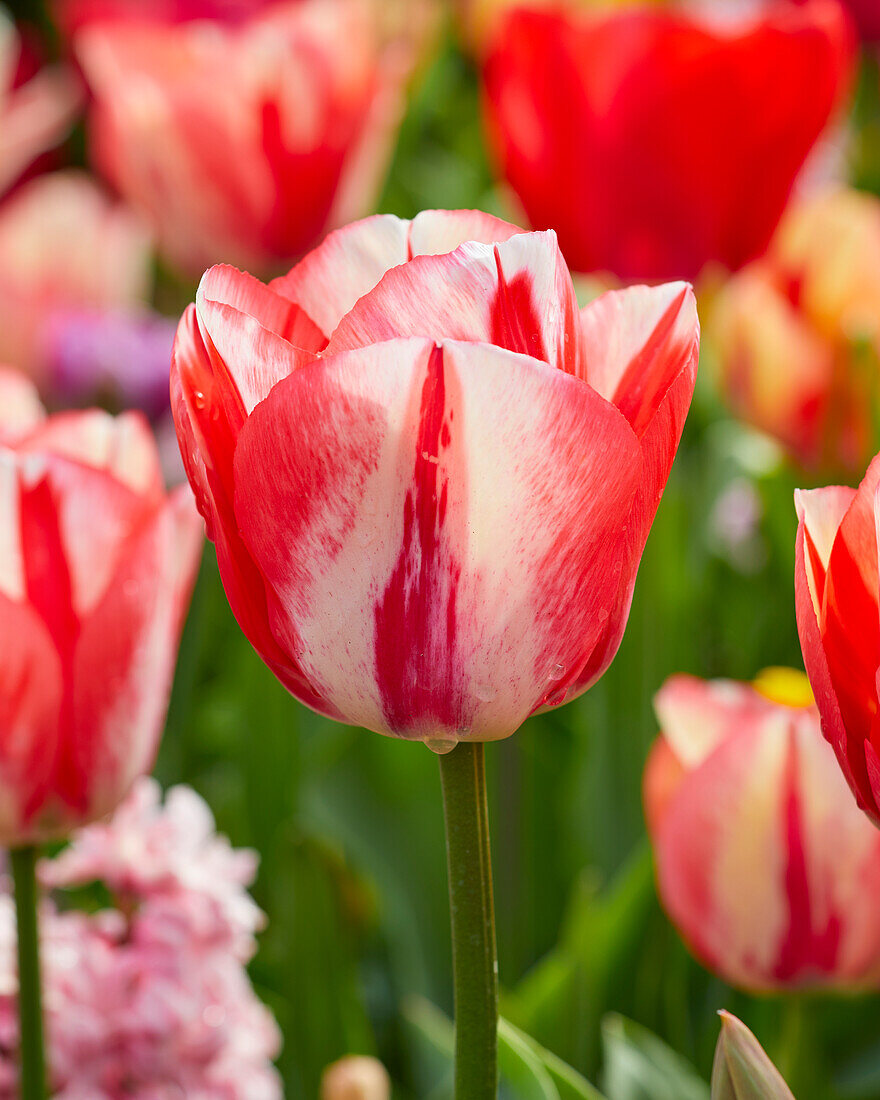 Tulpe (Tulipa) 'Spryng Break'