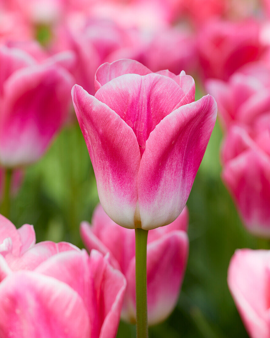 Tulipa Dynasty