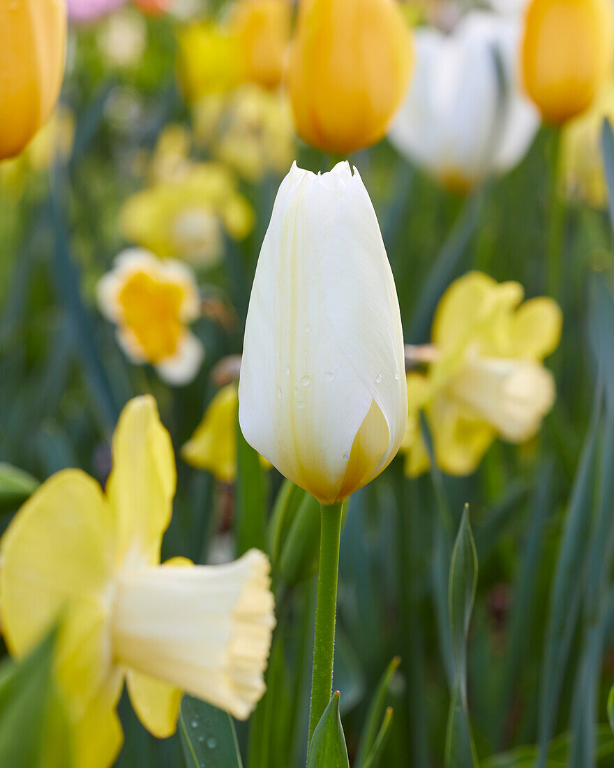 Tulipa Purissima