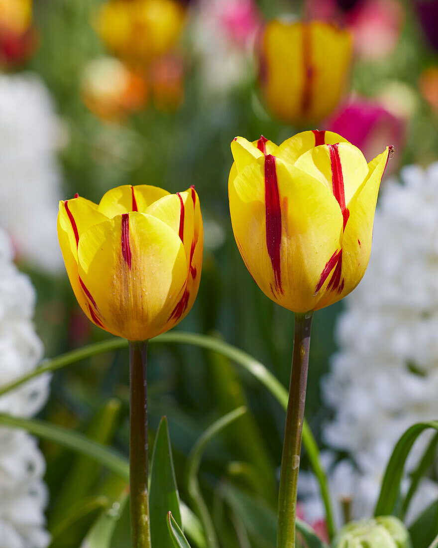 Tulpe (Tulipa) 'Helmar'