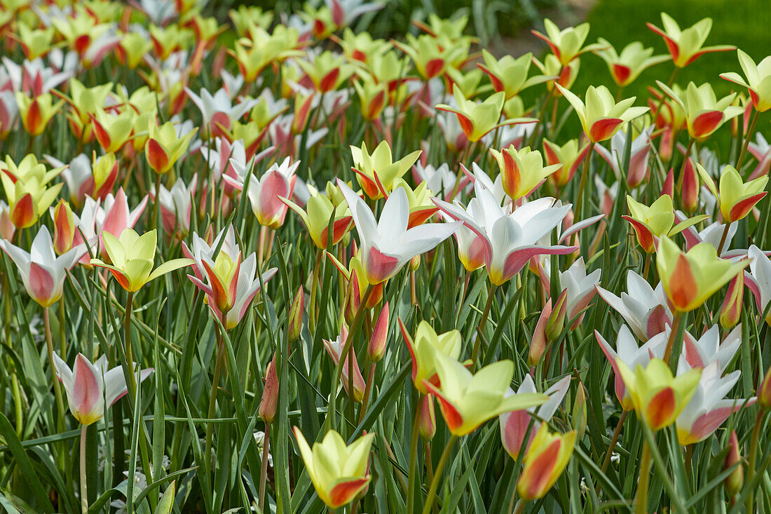 Tulipa Lady Jane, Tinka