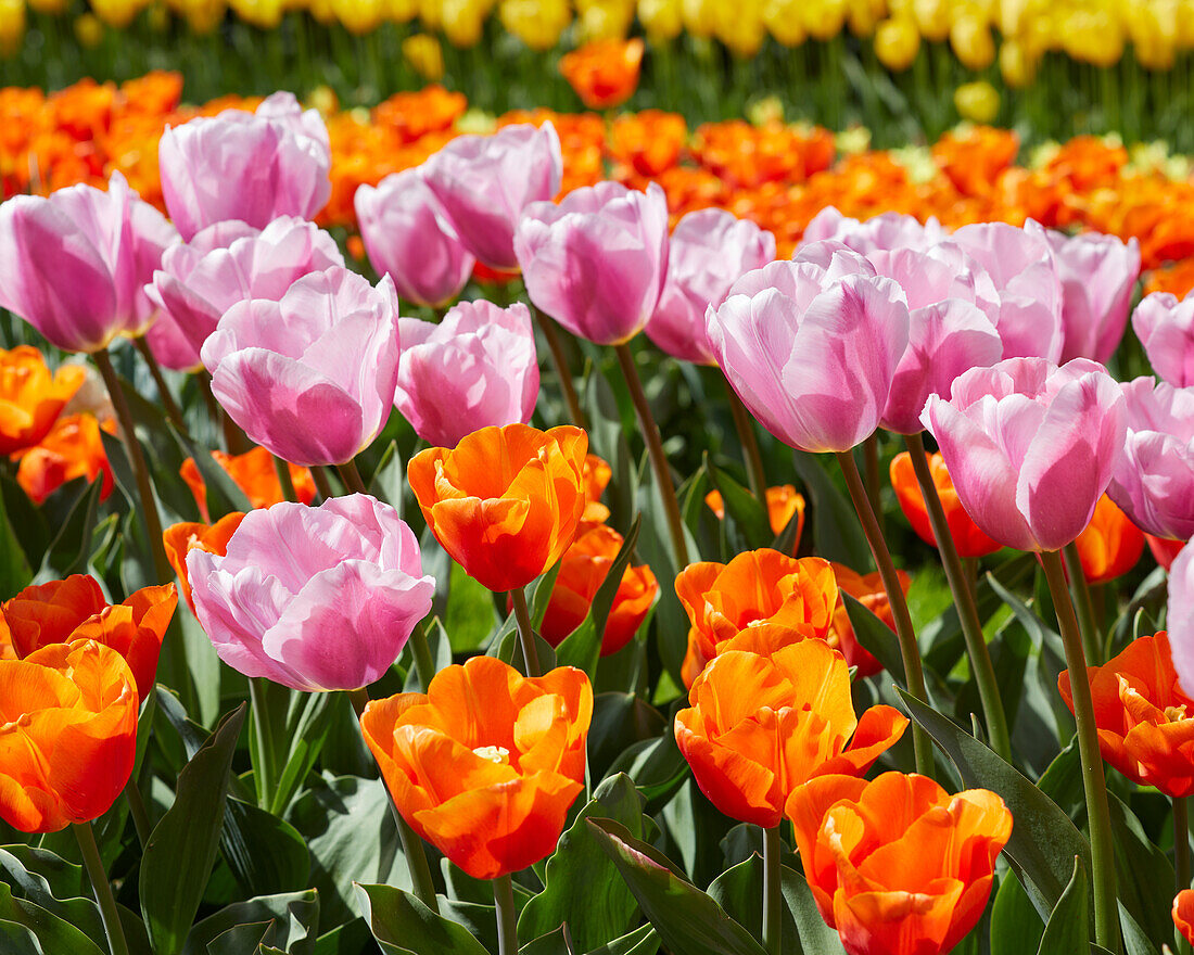 Tulpe (Tulipa) 'Signum', ' Orange Sherpa'