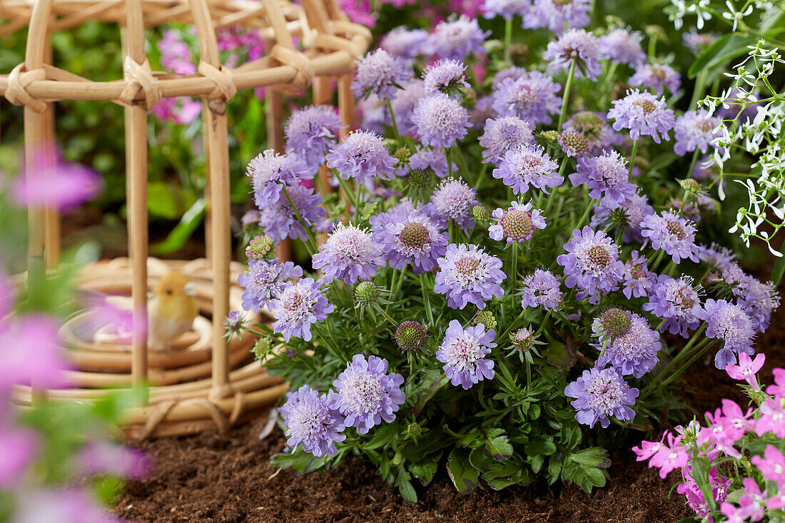 Skabiosen (Scabiosa) 'Blue Eyes'