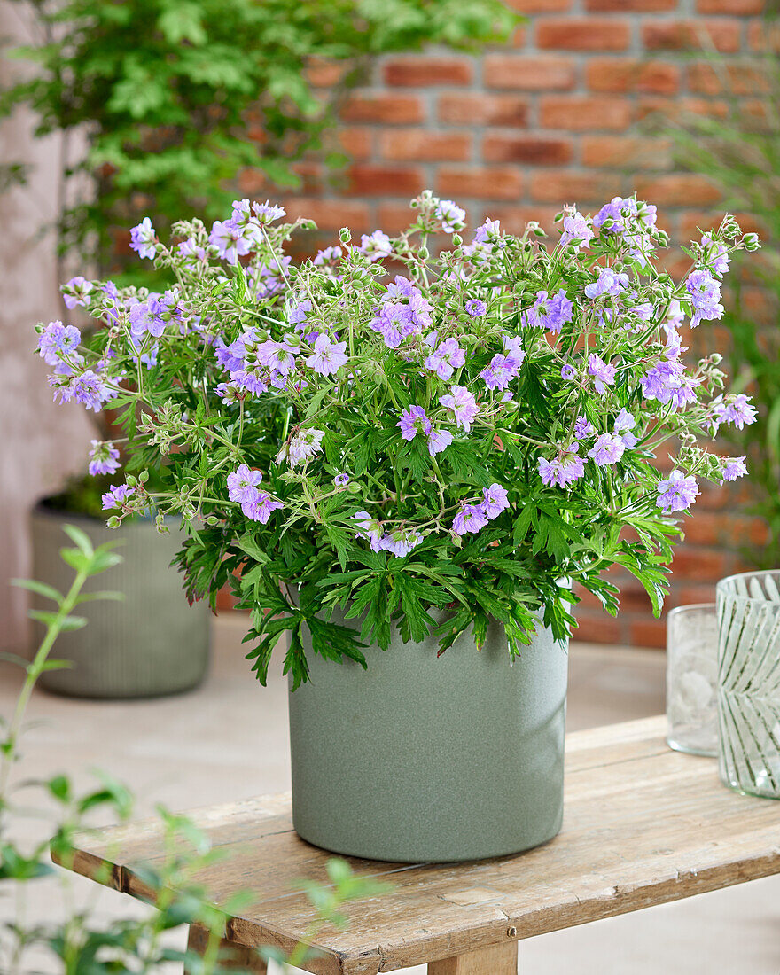 Geranium pratense Cloud Nine