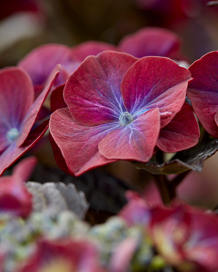 Hydrangea macrophylla After Midnight Purple