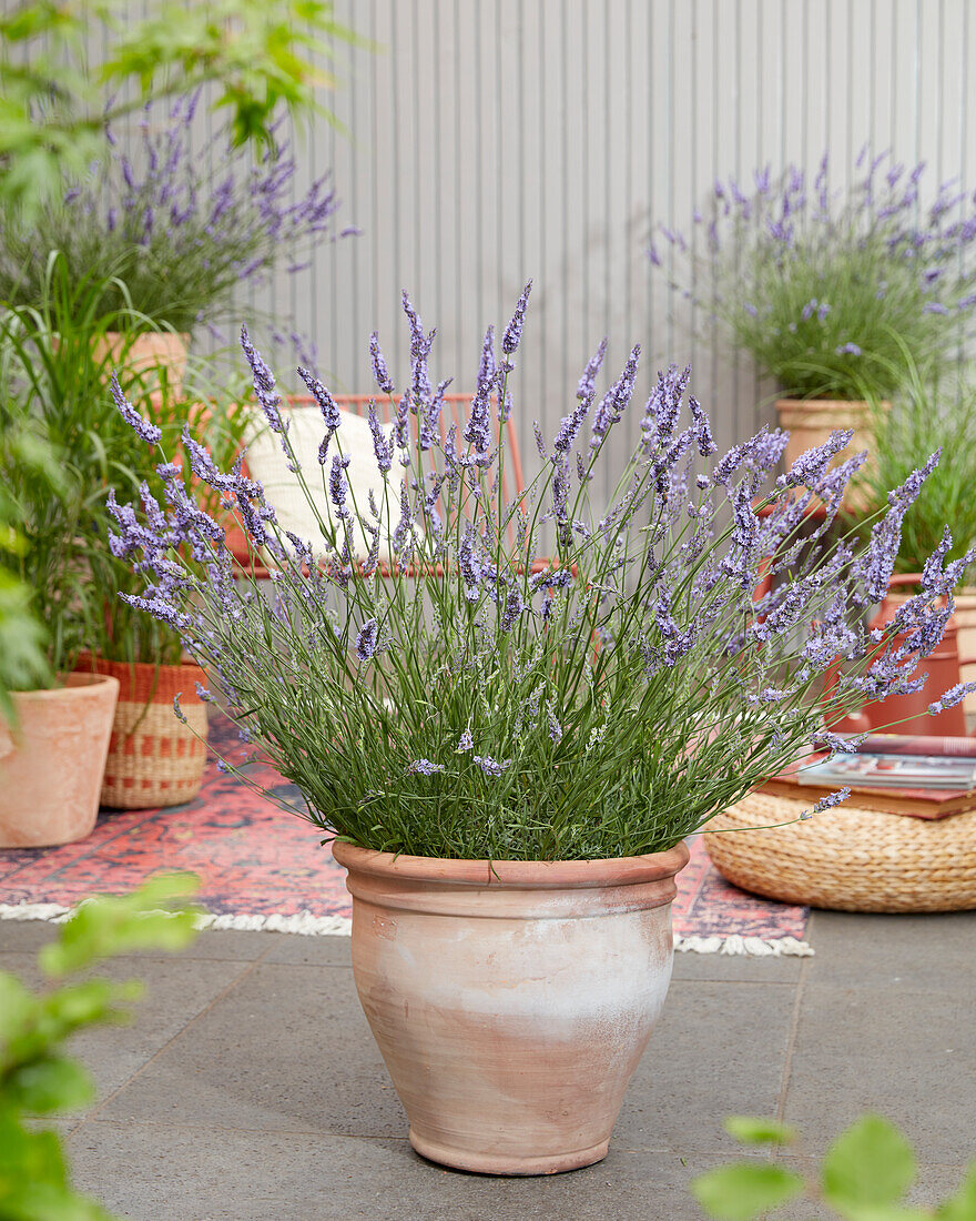 Lavandin (Lavandula x intermedia) 'Phenomenal'