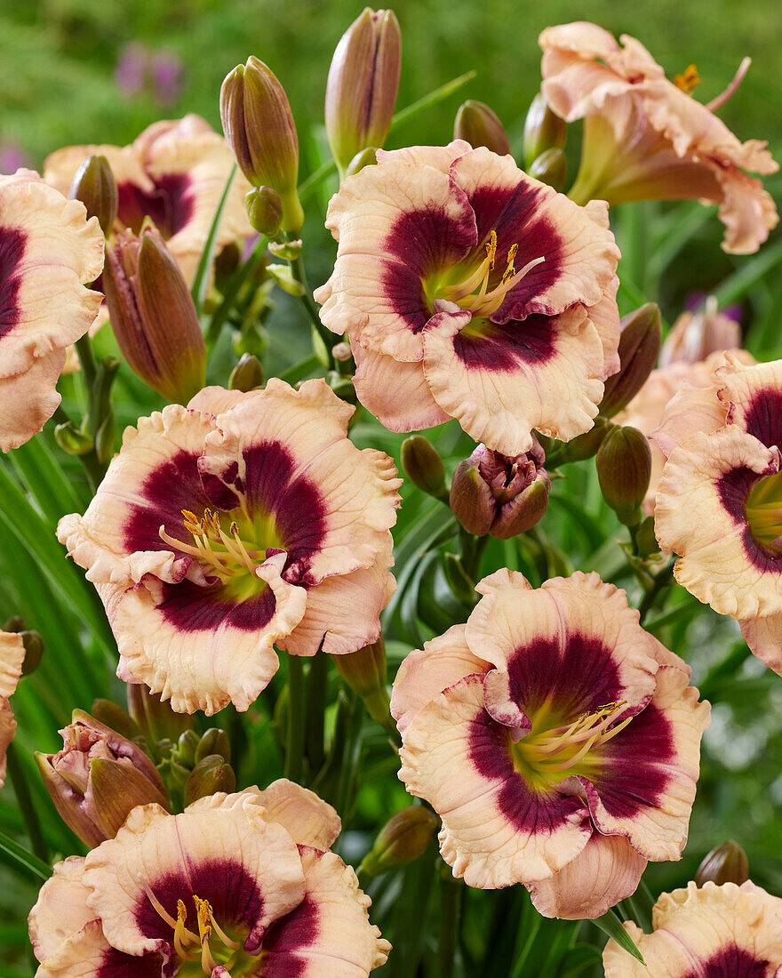 Hemerocallis CP