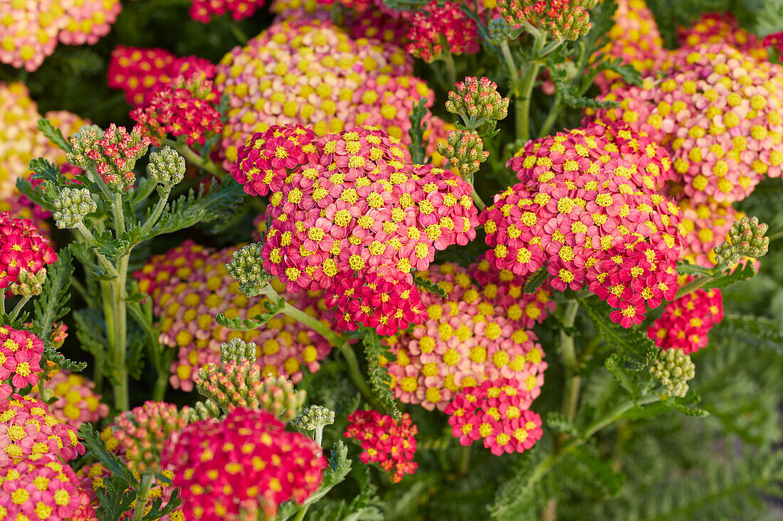 Achillea millefolium Milly Rock Red