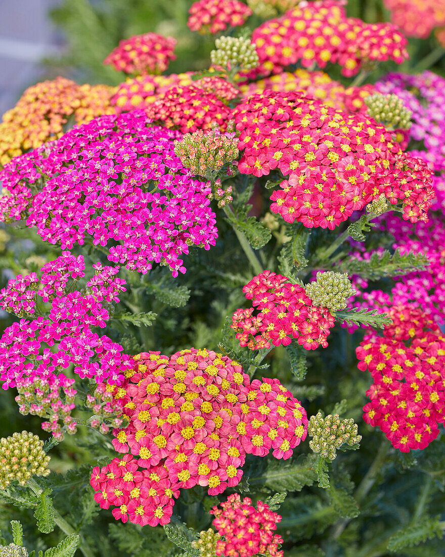 Gemeine Schafgarbe (Achillea millefolium) 'Milly Rock, MxMasters®'