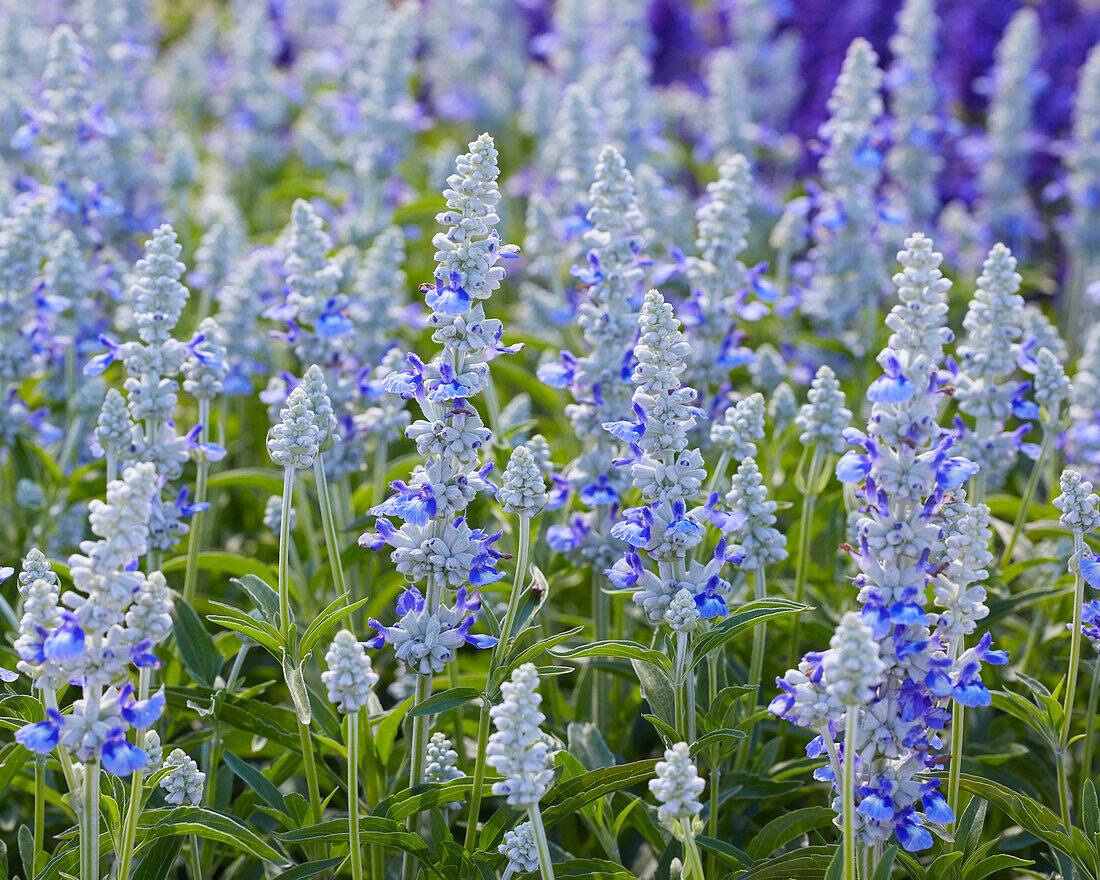 Mehliger Salbei (Salvia farinacea) 'Sallyfun Sky Blue'